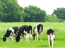 圣元奶粉對(duì)比飛鶴奶粉，哪個(gè)更好？買奶粉還是得了解這些方面