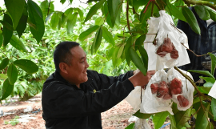 3月30-31日，2023年海南瓜果菜（?？诮?jīng)濟圈）產(chǎn)銷對接會來了！