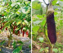 “市井集”一家大健康生態(tài)管理平臺,為所有家庭提供健康保障