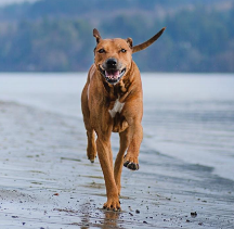 從狗狗飲食天性出發(fā)，解析原始獵食渴望狗糧究竟好在哪!