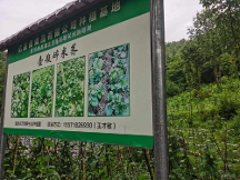 富硒食品，助力健康生活