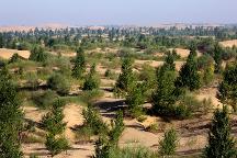 從“死亡之海”到“一片綠洲”，庫布其治沙有何秘訣？