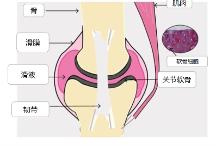 如何擺脫“人老腿先老”?關(guān)節(jié)養(yǎng)護(hù)move free的功效怎么樣?