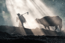 上海三思立體育苗系統(tǒng)Vertical X打造“不見光”人工農(nóng)場 