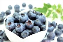 果香四溢 莓好云南 2024年中國小漿果大會暨首屆云南藍(lán)莓大會即將開幕！